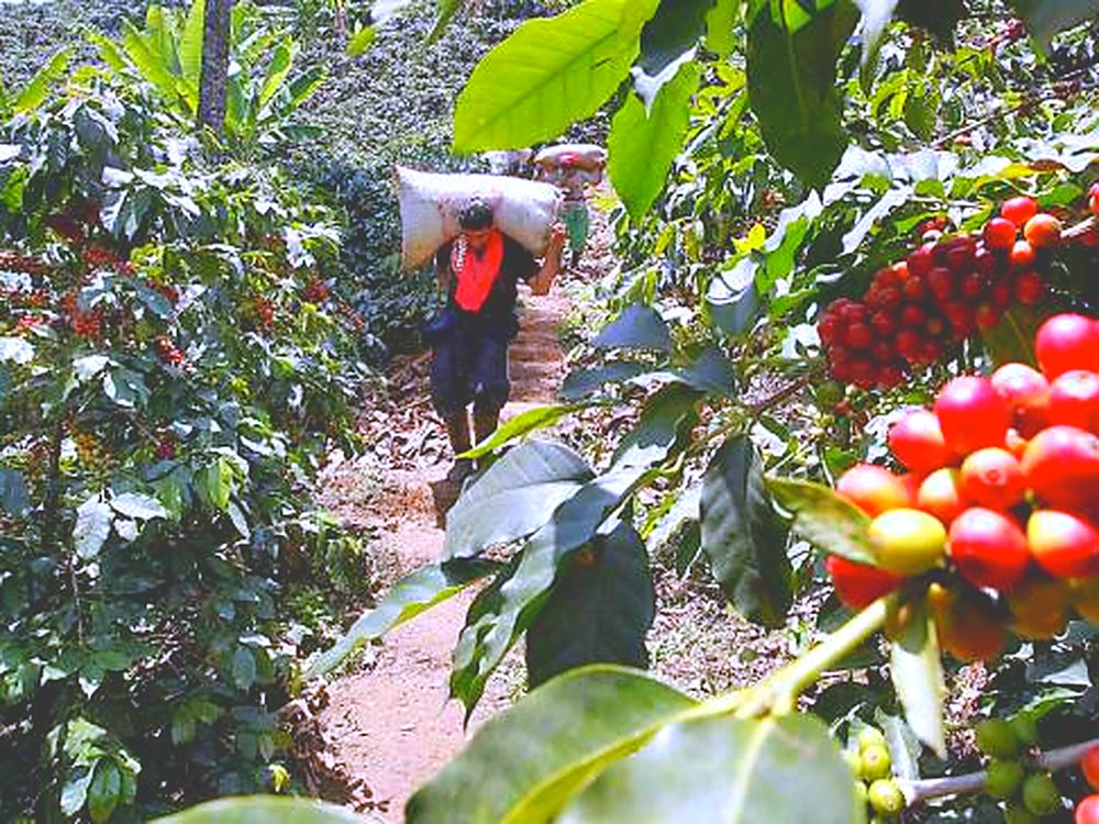 A coffee picker carrying a sack of harvested cherries between the bushes on a mountain farm in Chiapas, Mexico